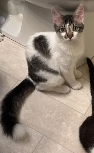Prince Charming (Napa Petco)