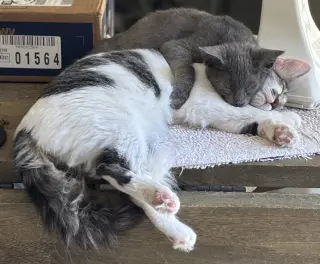 Prince Charming (Napa Petco)