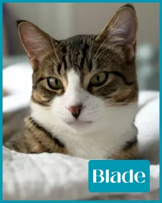 Blade
