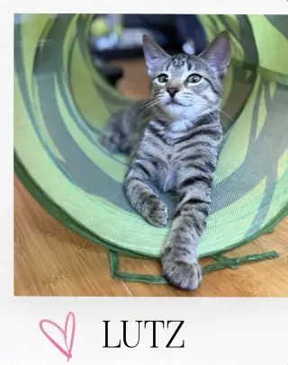 Lutz