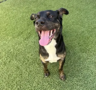 Zeus formerly Bentley