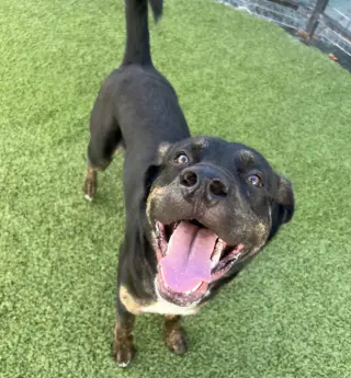 Zeus formerly Bentley