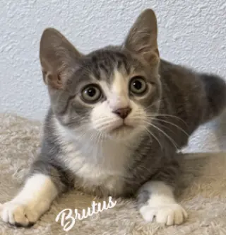 Brutus #looking-4-love