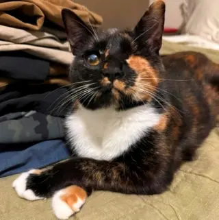 Ella