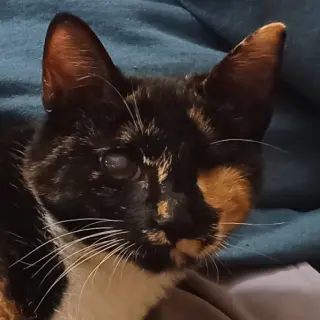Ella