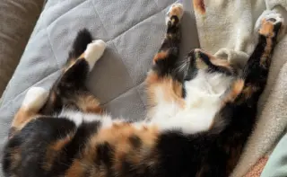 Ella
