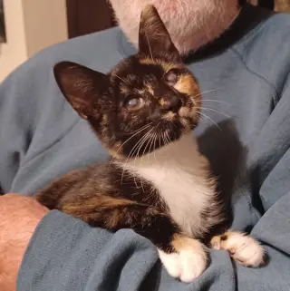 Ella