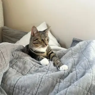 Bitsy