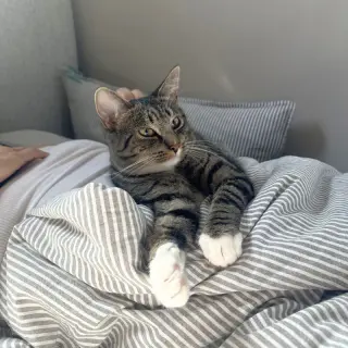 Bitsy