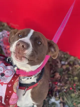 Wanda