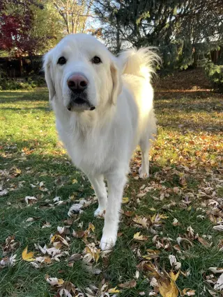 Maggie