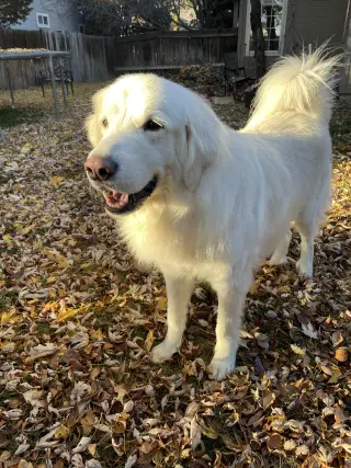 Maggie