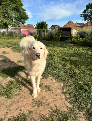 Maggie