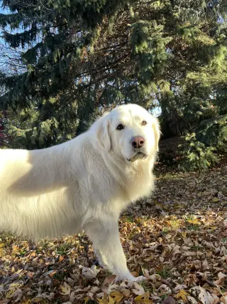 Maggie