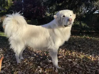 Maggie
