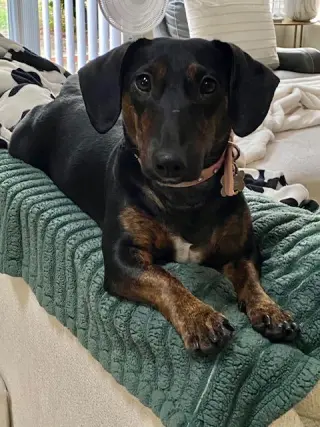 Puppy Norman  -  Bonded With Daisy  - So Ca