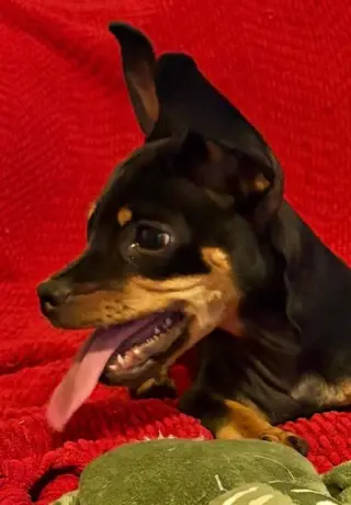 Puppy Norman  -  Bonded With Daisy  - So Ca