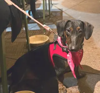 Puppy Norman  -  Bonded With Daisy  - So Ca
