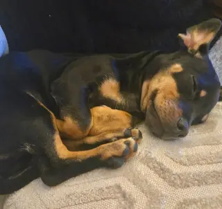 Puppy Norman  -  Bonded With Daisy  - So Ca