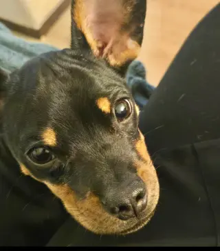 Puppy Norman  -  Bonded With Daisy  - So Ca