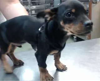 Puppy Norman  -  Bonded With Daisy  - So Ca