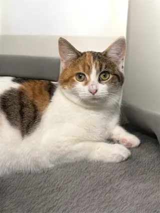 Simone