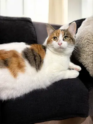 Simone