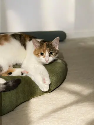 Simone