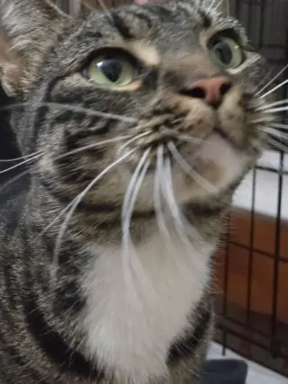 Brenda