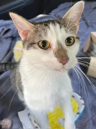 KITTEN CHESTER