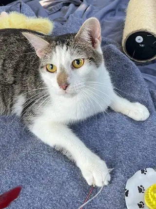 KITTEN CHESTER