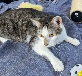 KITTEN CHESTER