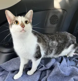 KITTEN CHESTER