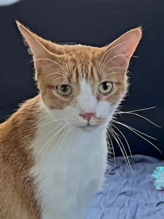 KITTEN CHEWY