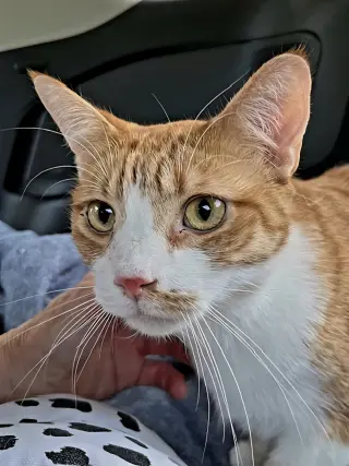 KITTEN CHEWY