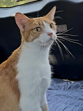 KITTEN CHEWY