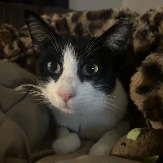 Leila