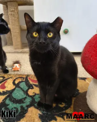 KiKi