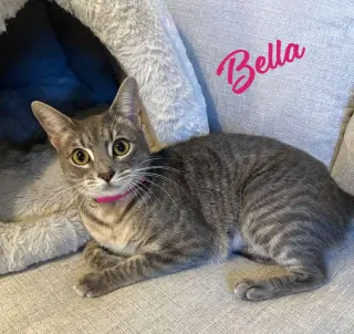 Bella #cuddle-pillow