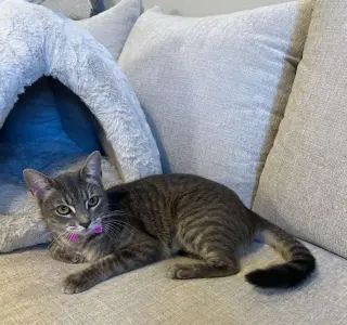 Bella #cuddle-pillow