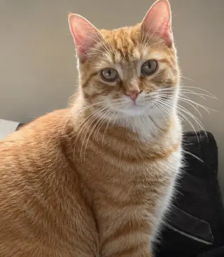 Maverick