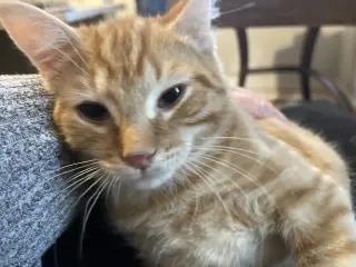 Maverick