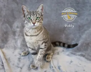 Dobby