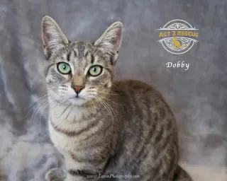 Dobby