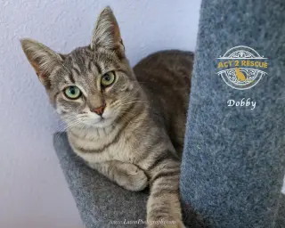 Dobby