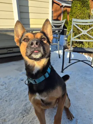 Frankie