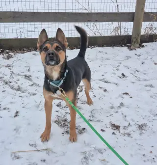 Frankie