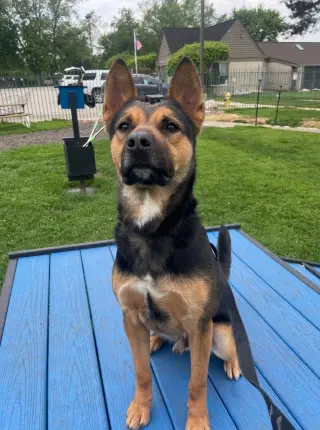 Frankie
