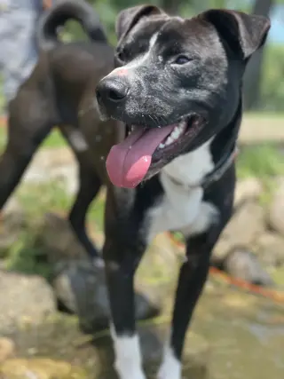 Ace
