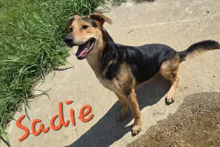 Sadie